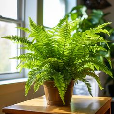 a potted plant sitting on top of a wooden table