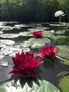 two red water lilies floating on top of a pond filled with green lily pads