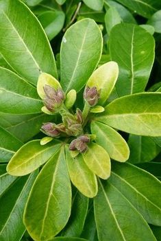 Choisya ternata makes a perfect specimen plant or informal hedge. The Mexican orange blossom is perfectly hardy but can suffer in a really cold winter. Choisya Ternata, Orange Blossom, Garden Wall