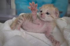 a small kitten sitting on top of a white blanket