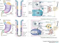 the diagram shows different types of cell membranes and their functions in each region of the body