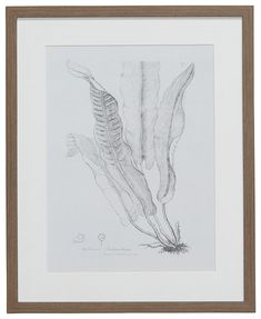 a pencil drawing of some plants in a frame