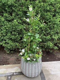 a potted plant with white flowers and greenery in front of some shrubbery