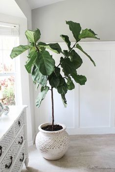 a potted plant sitting on top of a white dresser next to a window in a room