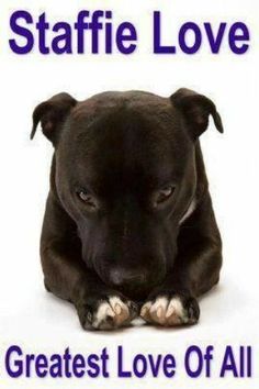 a black dog laying down on top of a white background with the words, staffie love greatest love of all