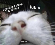 a close up of a cat with its eyes closed and the words lub u in front of it