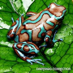 a brown and blue frog sitting on top of a green leaf