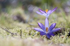 two purple flowers are growing in the mossy ground with yellow and orange stamens