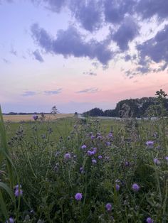 a field with purple flowers in the foreground and trees in the background at sunset