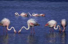 several flamingos are standing in the water together