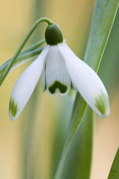 a close up of a flower with green stems