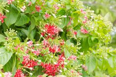 red flowers and green leaves on a bush