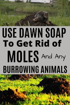 how to get rid of yard moles with dawn soap Mole Removal Yard, Moles In Yard, Burrowing Animals, Loft Vibes, Mole Repellent, Dawn Soap, Lawn Pests, Garden Remedies, Mole Removal