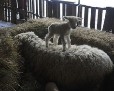 two baby lambs are standing on top of some hay