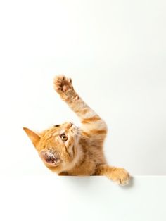 an orange tabby cat stretching its paw over a white wall