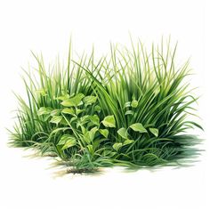 Grass Clipart in Oil Painting Style Artwork: 4K Vector & SVG Vector Grass, Grass Png, Grass Clipart, Leaf Identification, Grass Drawing, Grass Illustration, Confectionery Design, Grass Painting, Grass Background