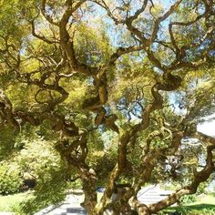 Corkscrew Willow Tree Curly Willow, Meditation Garden, Willow Leaf, Blueberry Bushes, Specimen Trees, Single Tree, Fast Growing Trees, Weeping Willow, Tree Care