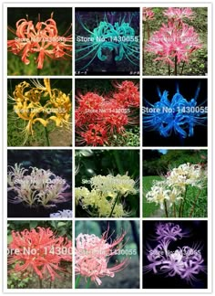 different types of flowers that are in the same color and size, each with their own name