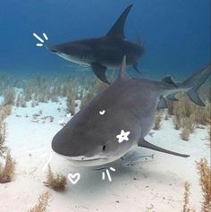 two gray sharks swimming in the ocean