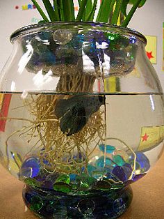 a fish bowl filled with water and plants