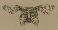 a black and white drawing of a moth