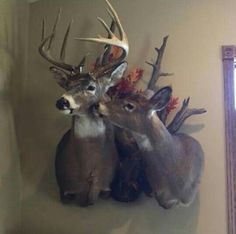 two deer heads mounted to the wall with antlers on it's back side