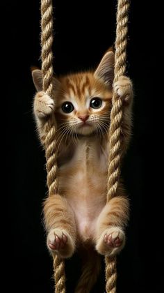 a small kitten sitting on top of a rope hanging from it's sides and looking at the camera