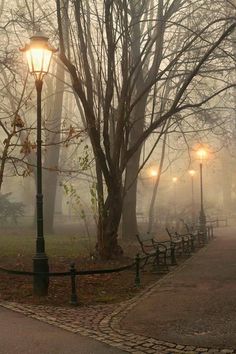 a foggy park with benches and street lights