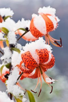 the flowers are covered in snow and have orange petals on them with black dots around their centers