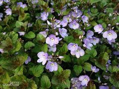 small purple flowers with green leaves in the foreground