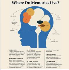 a poster with the words where do memories live? and an image of a person's head