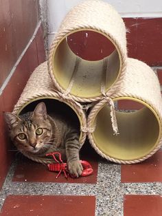 a cat is laying on the ground in front of some pipes that are attached to each other