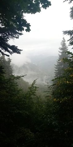 trees and fog in the distance on a cloudy day