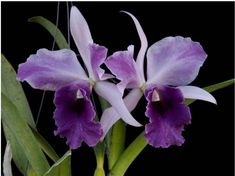 two purple and white orchids with green stems