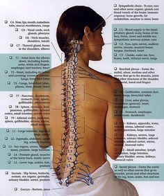 upper back nerve pain relief Chiropractic Care, Nerve Pain, Reflexology, Gua Sha, Sciatica, Health Info, Chiropractic, Alternative Medicine