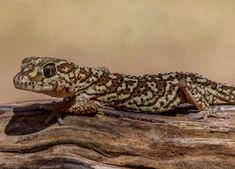 a small lizard sitting on top of a wooden log next to a brown and white background