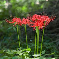 three red flowers with long stems in the middle of some green grass and trees behind them