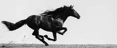 a black and white photo of a running horse