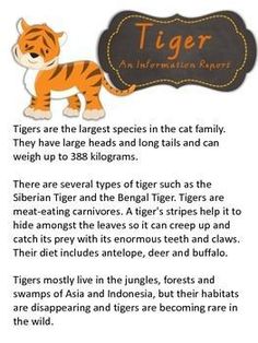 the tiger is standing in front of a sign that says, tigers are the largest species in