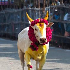 a cow with flowers on its head walking down the street