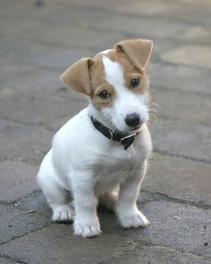 a small white and brown dog sitting on top of a sidewalk