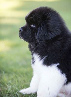 a black and white puppy sitting in the grass