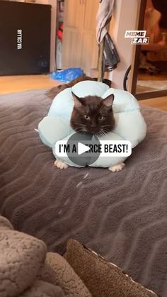 213K views · 8K reactions | Cat in A Blue Collar | This cat has the cutest costume ever! 🥹 | By Memezar | Facebook