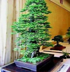 two bonsai trees are sitting next to each other in front of a piano keyboard