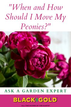 Moving Peonies How To Plant Peonies, Plant Peonies, Peony Flower Garden, Garden Diy Hacks, Peony Plant, Peony Care, Easy Perennials, Peony Bush, Planting Peonies