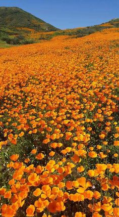 a field full of orange flowers with hills in the background