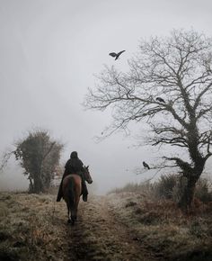 a person riding on the back of a brown horse down a dirt road next to a tree