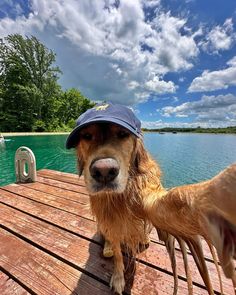 a brown dog wearing a hat on top of a wooden dock next to the water