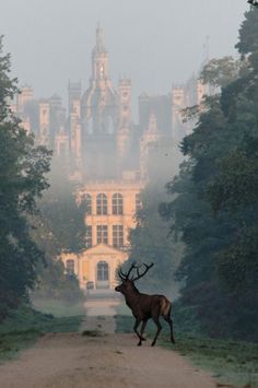 a deer running down a dirt road in front of a large building with trees on both sides