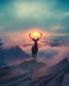 a deer standing on top of a snow covered hill with the sun in the background